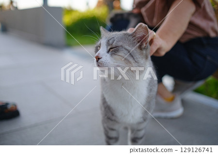 Street cats of Turkey country 129126741