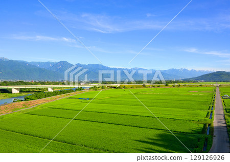 Rice paddy fields and the Northern Alps [Azumino City] 129126926