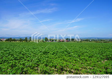 北龍向日葵村（未開向日葵的田野） 129127095