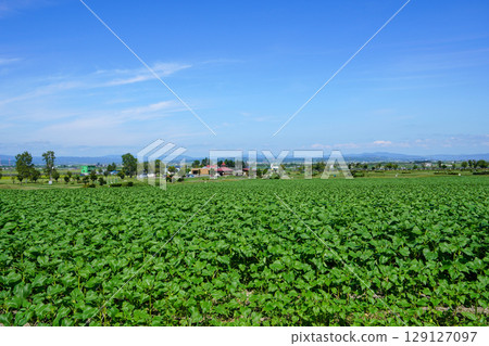 Hokuryu Sunflower Village (a field where sunflowers are not in bloom) Hokuryu Sunflower Village (a field where sunflowers are not in bloom) 129127097