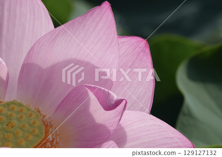 Beautiful lotus flowers that soothe the soul Beautiful lotus flowers that soothe the soul 129127132