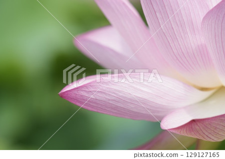 美麗的蓮花花瓣特寫 129127165