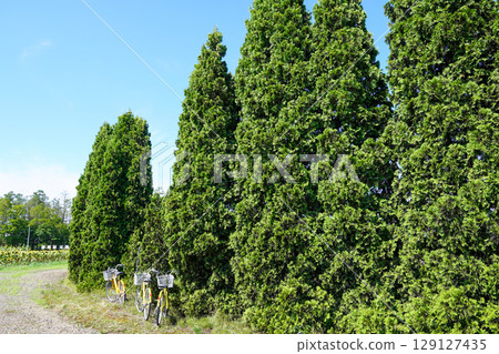 A row of thuja trees in the corner of Hokuryu Sunflower Village A row of thuja trees in the corner of Hokuryu Sunflower Village 129127435