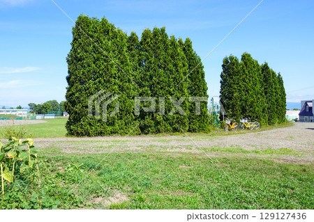 A row of thuja trees in the corner of Hokuryu Sunflower Village A row of thuja trees in the corner of Hokuryu Sunflower Village 129127436