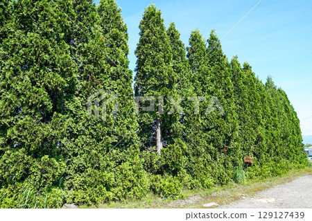 A row of thuja trees in the corner of Hokuryu Sunflower Village 129127439
