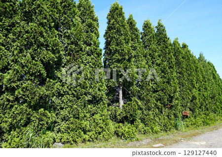 北龍向日葵村一角的崖柏樹行 129127440