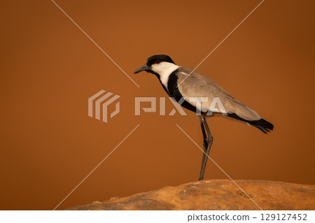 Spur-winged lapwing leans forward on sunlit rock 129127452