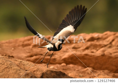 Spur-winged lapwing spreading wings to take off 129127466