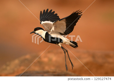 Spur-winged lapwing takes off over brown rock 129127474