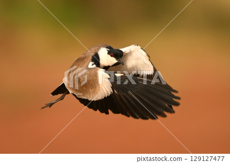 Spur-winged lapwing with catchlight flies past camera 129127477