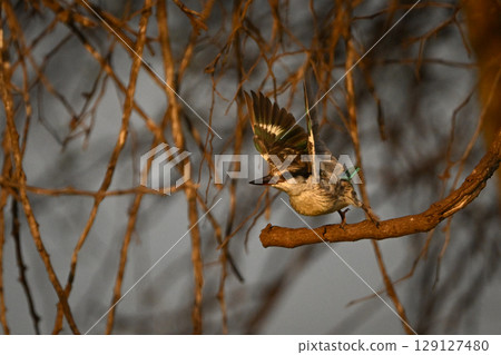 Striped kingfisher with catchlight jumps off branch 129127480