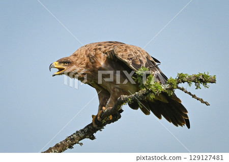 Tawny eagle calls mate from leafy branch 129127481