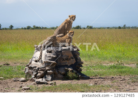 Two male cheetahs scan savannah on marker 129127485