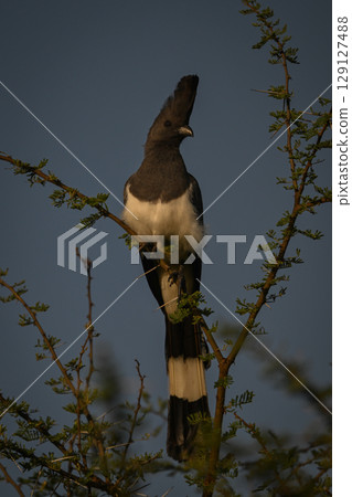 White-bellied go-away-bird with catchlight on thorny branch White-bellied go-away-bird with catchlight on thorny branch 129127488