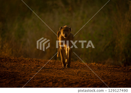 Yellow baboon walks along track toward camera 129127490