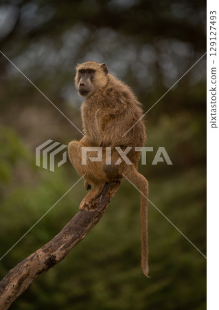 Yellow baboon with catchlights sits on log 129127493