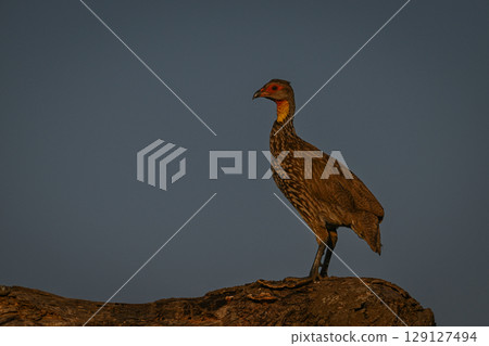 Yellow-necked spurfowl on log under blue sky 129127494