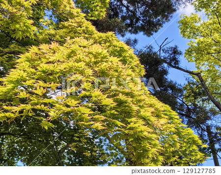 Beautiful trees and a green world Beautiful trees and a green world 129127785