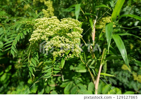 胡椒的花 胡椒的花 129127865