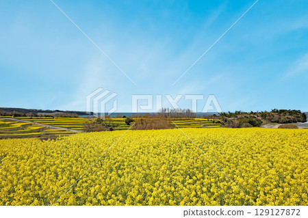 Rape blossoms at Nagasakibana Sunflower Field Observatory 129127872