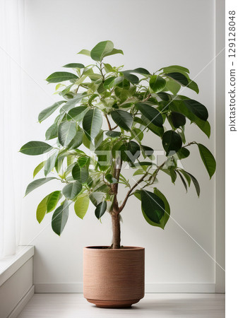 Auspicious "houseplants" 129128048