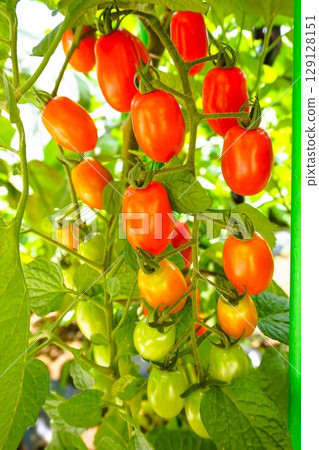 櫻桃番茄 番茄愛子 129128151