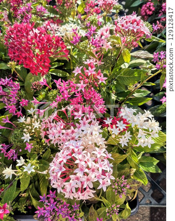 美麗綻放的五星花 129128417