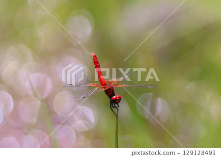 Male of Hachyutombo 129128491