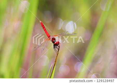 Male of Hachyutombo 129128497