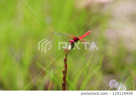 Male of Hachyutombo 129128499