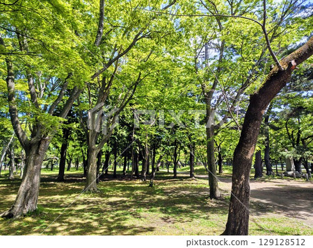 Beautiful trees and a green world Beautiful trees and a green world 129128512