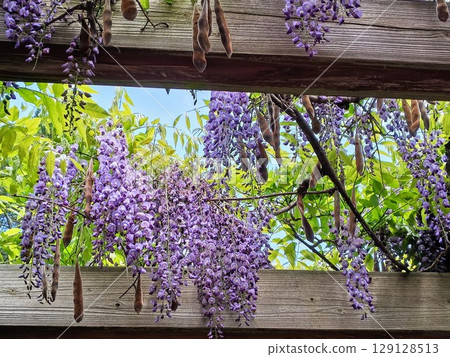 Blue sky and beautiful wisteria flowers Blue sky and beautiful wisteria flowers 129128513