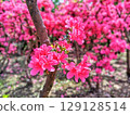 盛開的美麗杜鵑花 129128514