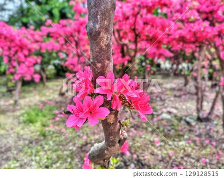 盛開的美麗杜鵑花 129128515