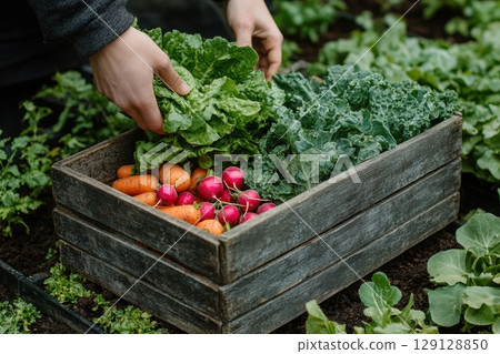 Close-up of fresh organic vegetables in wooden crate. Carrots, radishes, lettuce and greens just harvested by hand. Farm-to-table produce. Natural daylight. Healthy lifestyle, eco food. Banner. 129128850