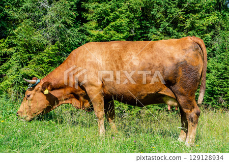 Cow on the meadow in Pieniny (Poland) Cow on the meadow in Pieniny (Poland) 129128934