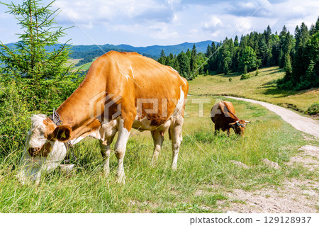 Cow on the meadow in Pieniny (Poland) 129128937