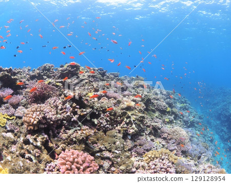 Beautiful coral reefs and colorful tropical fish in the Yaeyama Islands of Okinawa | Family-friendly snorkeling experience 129128954