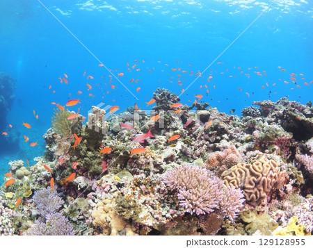 沖繩八重山群島美麗的珊瑚礁和色彩繽紛的熱帶魚|適合全家一起體驗的浮潛 沖繩八重山群島美麗的珊瑚礁和色彩繽紛的熱帶魚|適合全家一起體驗的浮潛 129128955