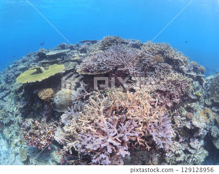 沖繩八重山群島美麗的珊瑚礁和色彩繽紛的熱帶魚｜適合全家一起體驗的浮潛 129128956