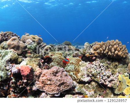 沖繩八重山群島美麗的珊瑚礁和色彩繽紛的熱帶魚|適合全家一起體驗的浮潛 沖繩八重山群島美麗的珊瑚礁和色彩繽紛的熱帶魚|適合全家一起體驗的浮潛 129128957