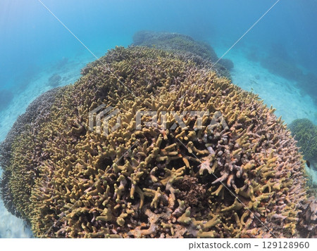 Beautiful coral reefs and colorful tropical fish in the Yaeyama Islands of Okinawa | Family-friendly snorkeling experience 129128960