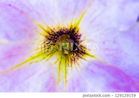 捕捉花朵中心的微距照片 129129159