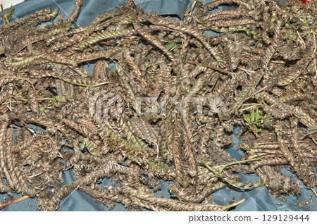 Phacelia lacea seeds close-up drying under a canopy Phacelia lacea seeds close-up drying under a canopy 129129444