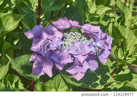 Large-leaved pink hydrangea in the summer garden 129129477