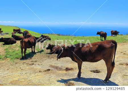 [島根縣]從赤羽山展望台看到的清晰景色（隱岐群島知武里島） 129129485