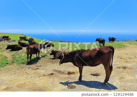[Shimane Prefecture] A clear view from Akahageyama Observatory (Chiburi Island, Oki Islands) 129129486