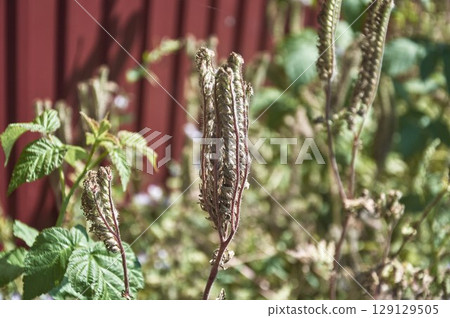Phacelia seeds ripen on bushes on a sunny day in the garden 129129505