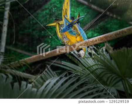 Variety of vividly vibrant colorful parrot Macaw sitting in dark background. Variety of vividly vibrant colorful parrot Macaw sitting in dark background. 129129519