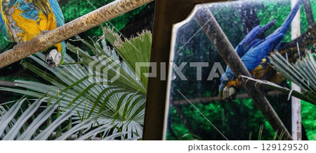 Variety of vividly vibrant colorful parrot Macaw sitting in dark background. Variety of vividly vibrant colorful parrot Macaw sitting in dark background. 129129520